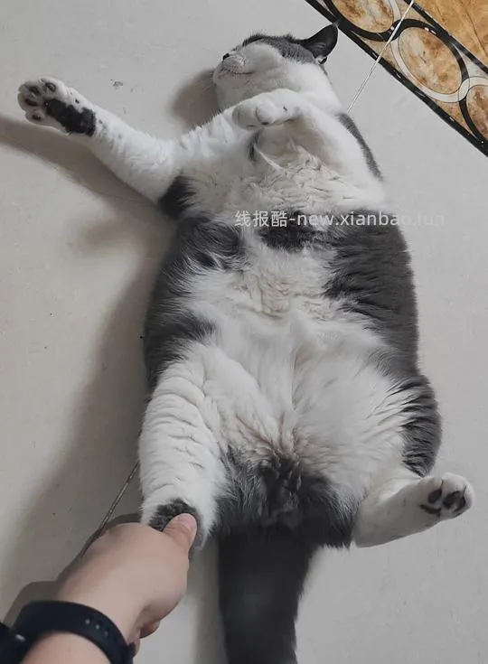 讨论/【科普】养猫省钱小妙招和好物推荐（欢迎补充☺️）【如有搬运，需本人同意】 - 线报酷