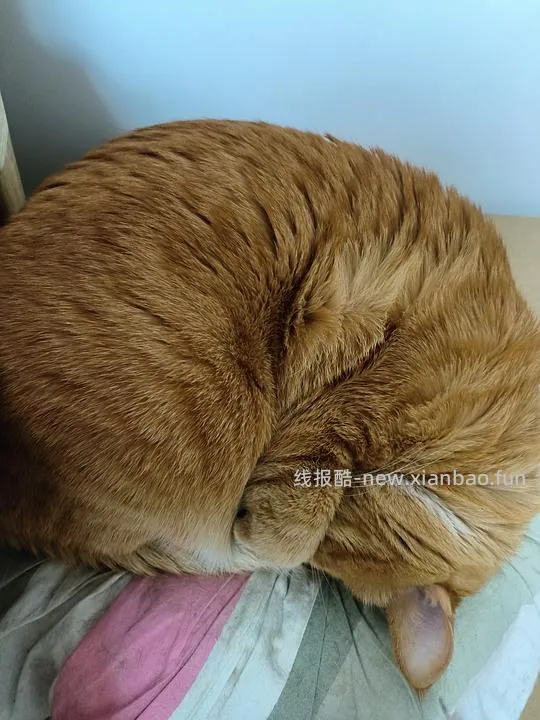 讨论/【科普】养猫省钱小妙招和好物推荐（欢迎补充☺️）【如有搬运，需本人同意】 - 线报酷