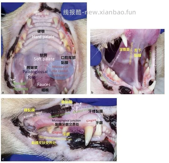 【科普】[养猫笔记05-医疗] 猫牙破齿细胞吸收性损伤（FORL）— 猫第二大常见疾病 - 线报酷