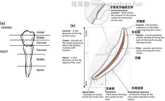 【科普】[养猫笔记05-医疗] 猫牙破齿细胞吸收性损伤（FORL）— 猫第二大常见疾病 - 线报酷