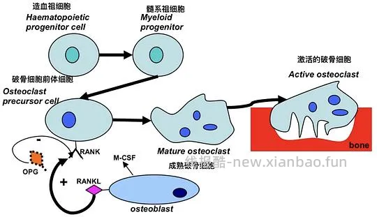 【科普】[养猫笔记05-医疗] 猫牙破齿细胞吸收性损伤（FORL）— 猫第二大常见疾病 - 线报酷