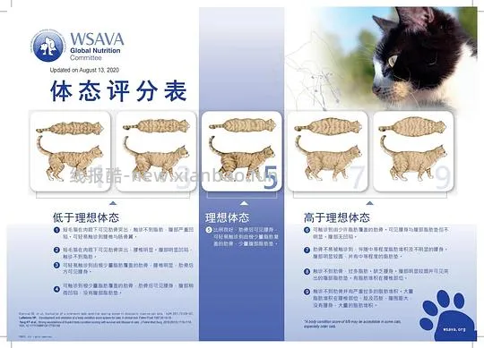 【科普】猫咪一生的喂养需求(搬运整理) - 线报酷 【科普】猫咪一生的喂养需求(搬运整理) - 线报酷