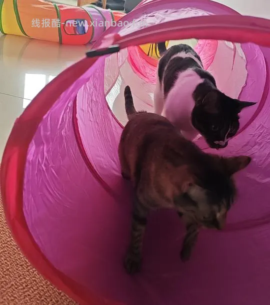 9.9超大猫隧道！小猫喜欢隧道的一定要买 - 线报酷