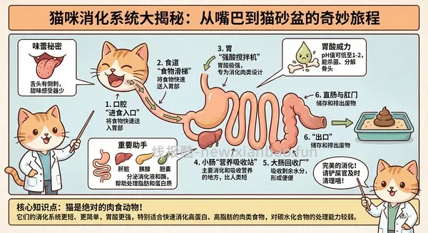 讨论/【科普】养猫科普漫画，不定期更新中（2.10 更新封窗、新手养猫误区科普） - 线报酷