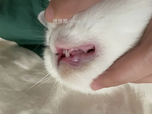 【科普】牙科问题和普通内科问题都可以留言，看到会回复 - 线报酷