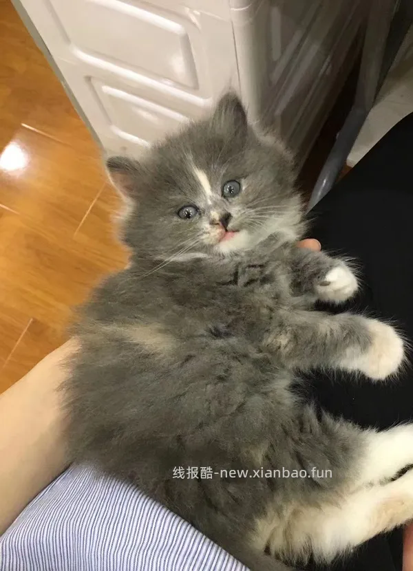 【科普】牙科问题和普通内科问题都可以留言，看到会回复 - 线报酷