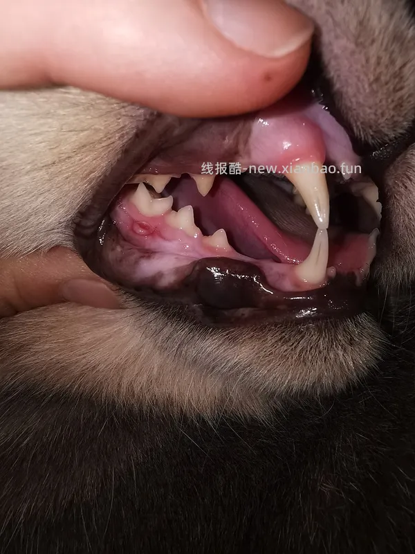 【科普】牙科问题和普通内科问题都可以留言，看到会回复 - 线报酷