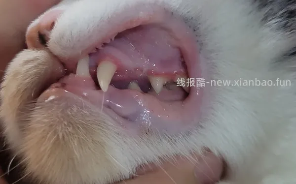【科普】牙科问题和普通内科问题都可以留言，看到会回复 - 线报酷