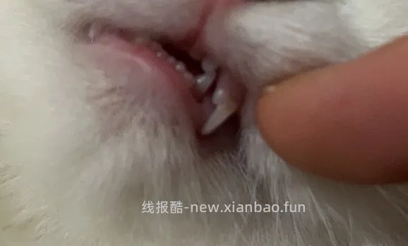 【科普】牙科问题和普通内科问题都可以留言，看到会回复 - 线报酷