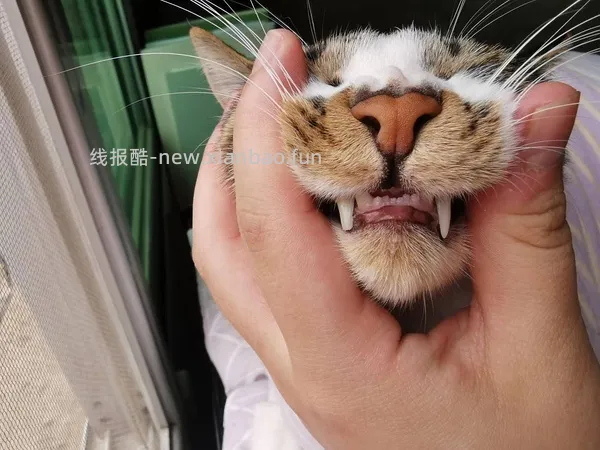 【科普】牙科问题和普通内科问题都可以留言，看到会回复 - 线报酷