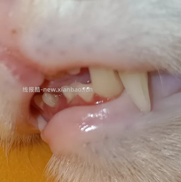 【科普】牙科问题和普通内科问题都可以留言，看到会回复 - 线报酷
