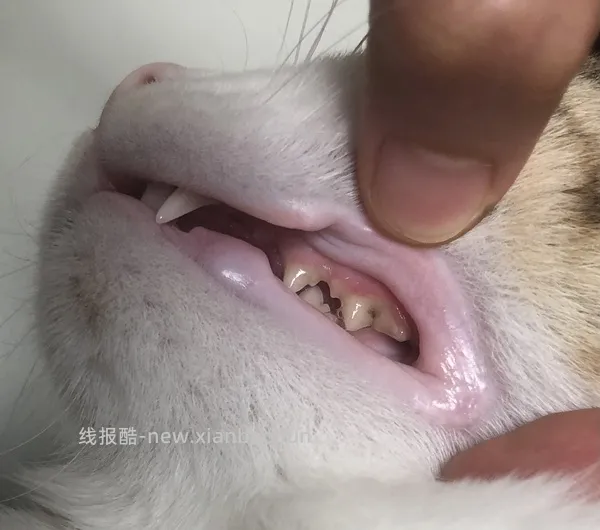 【科普】牙科问题和普通内科问题都可以留言，看到会回复 - 线报酷