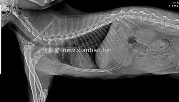 【科普】牙科问题和普通内科问题都可以留言，看到会回复 - 线报酷