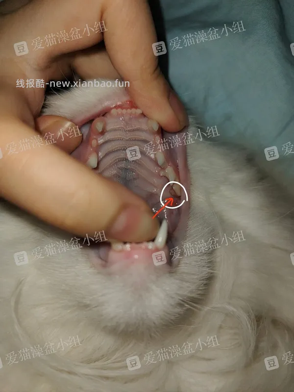 【科普】牙科问题和普通内科问题都可以留言，看到会回复 - 线报酷