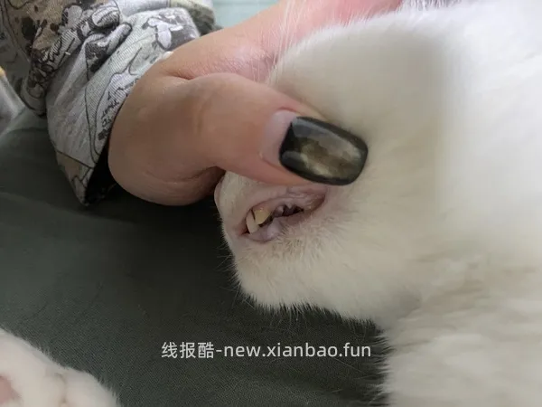 【科普】牙科问题和普通内科问题都可以留言，看到会回复 - 线报酷