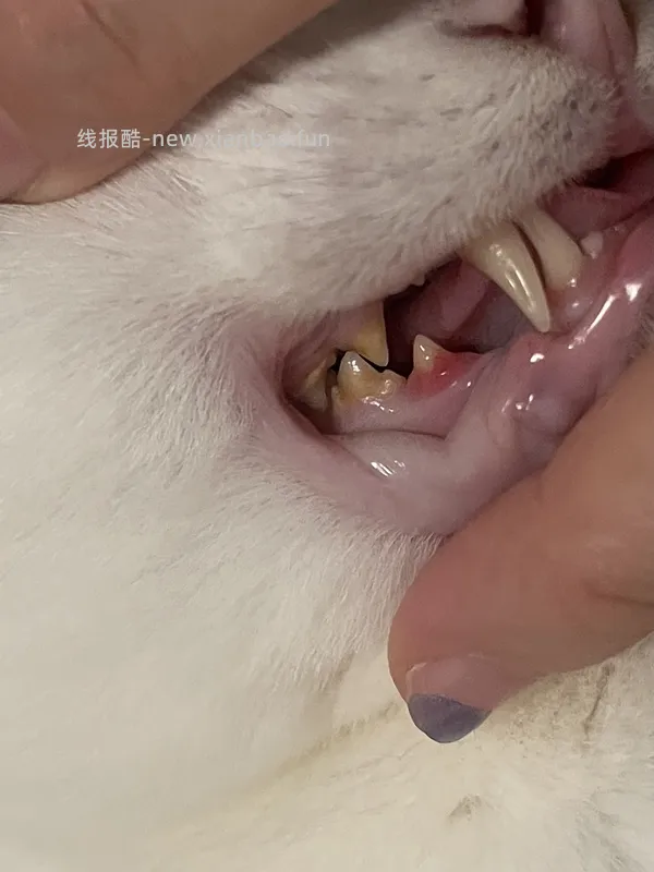 【科普】牙科问题和普通内科问题都可以留言，看到会回复 - 线报酷