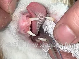 【科普】牙科问题和普通内科问题都可以留言，看到会回复 - 线报酷