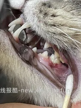 【科普】牙科问题和普通内科问题都可以留言，看到会回复 - 线报酷