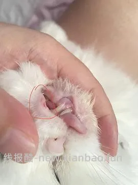 【科普】牙科问题和普通内科问题都可以留言，看到会回复 - 线报酷
