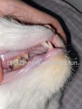 【科普】牙科问题和普通内科问题都可以留言，看到会回复 - 线报酷
