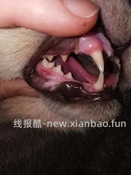 【科普】牙科问题和普通内科问题都可以留言，看到会回复 - 线报酷