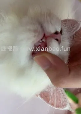 【科普】牙科问题和普通内科问题都可以留言，看到会回复 - 线报酷