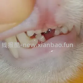 【科普】牙科问题和普通内科问题都可以留言，看到会回复 - 线报酷