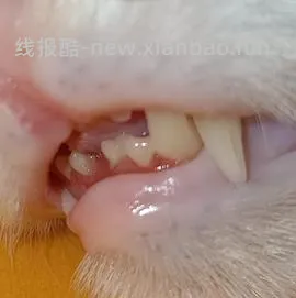 【科普】牙科问题和普通内科问题都可以留言，看到会回复 - 线报酷