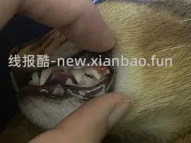 【科普】牙科问题和普通内科问题都可以留言，看到会回复 - 线报酷