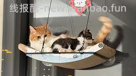 讨论/【科普】猫得了肿瘤怎么办 - 线报酷