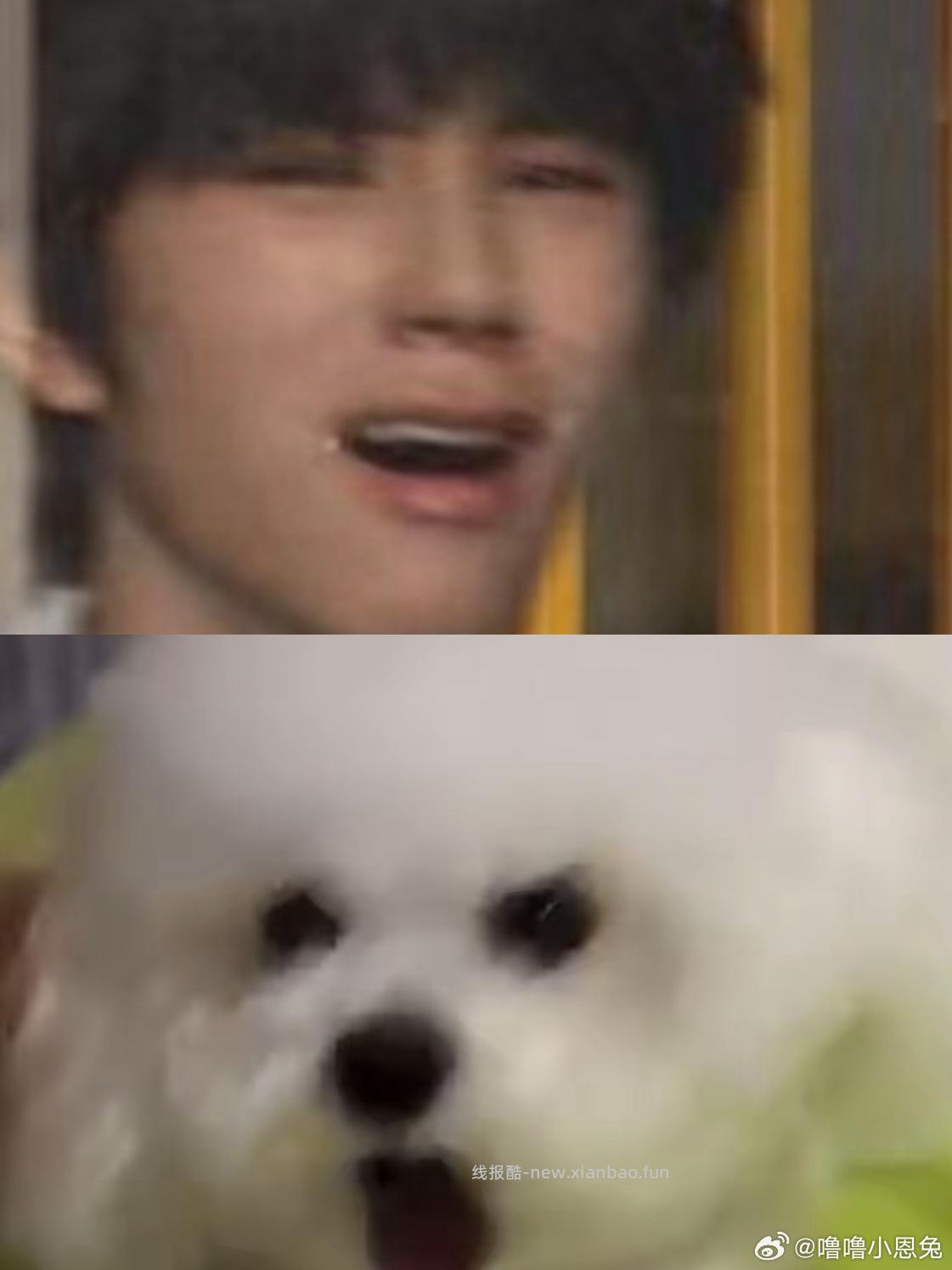 就这个萌呀 枳妹一: 耍帅被抢拼好饭在线分享训狗教程: 爱散有猫女: - 线报酷