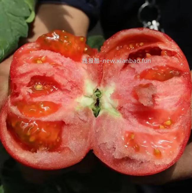 京觅山东普罗旺斯西红柿净重5斤 19.8元 - 线报酷